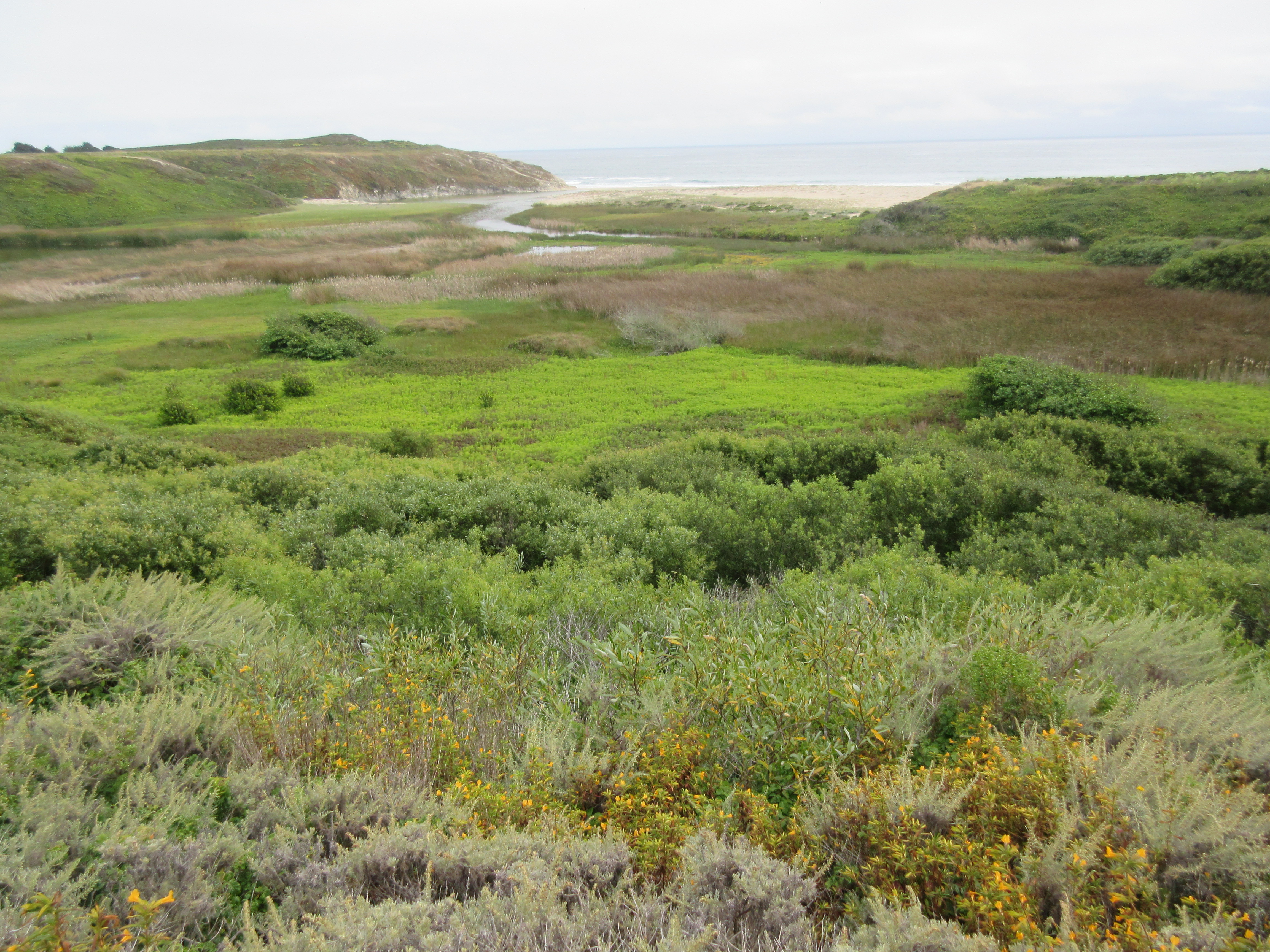 Scott Creek